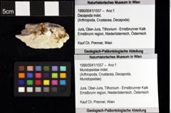 Foto (Objket + Etiketten) von Paguroidea indet. 